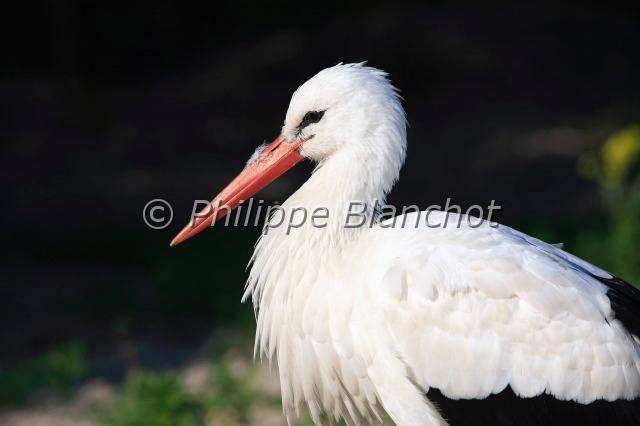 ciconia ciconia 2.JPG - Cigogne blanche occidentaleCiconia ciconiaWhite StorkCiconiidaeLituanie